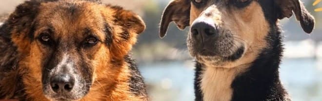 Duquesa e Zoe, que participaram da 1ª Feira de Adoção do Paiol