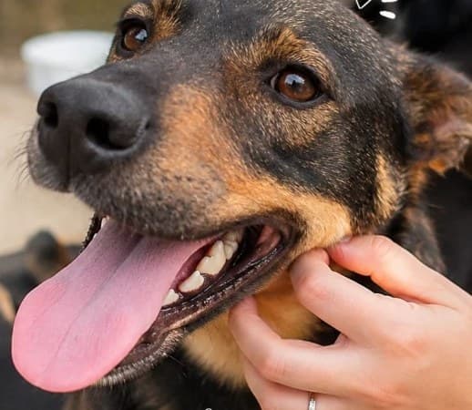 Paçoca, cão acolhido pelo Lar Estrela, recebendo carinho de uma voluntária, com outros cães ao fundo