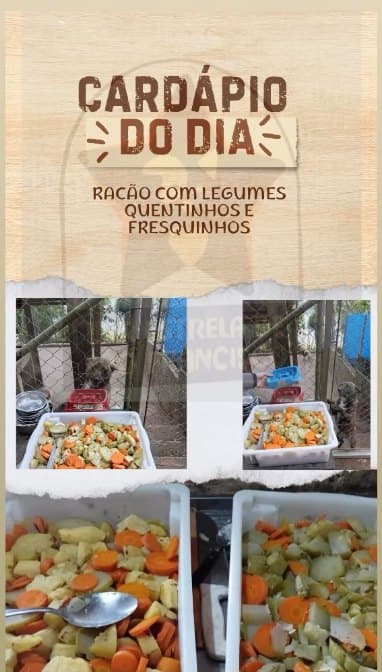 Story do Instagram: cardápio do dia, ração com legumes quentinhos e fresquinhos.
