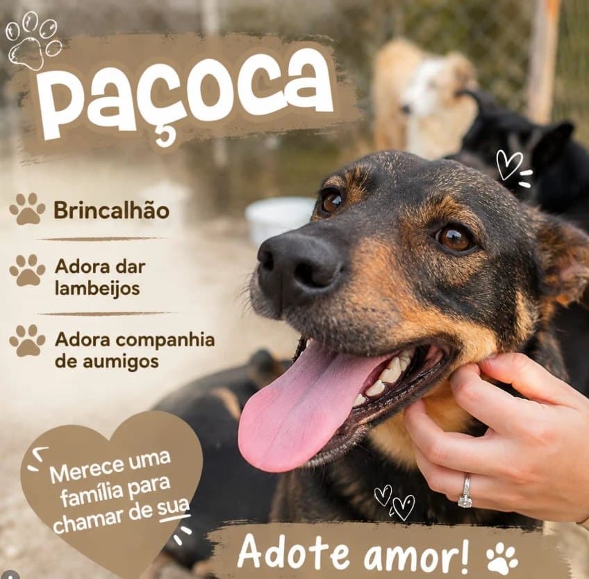 Arte do Instagram: Paçoca é brincalhão, adora dar lambeijos e companhia de amigos. Adote amor!