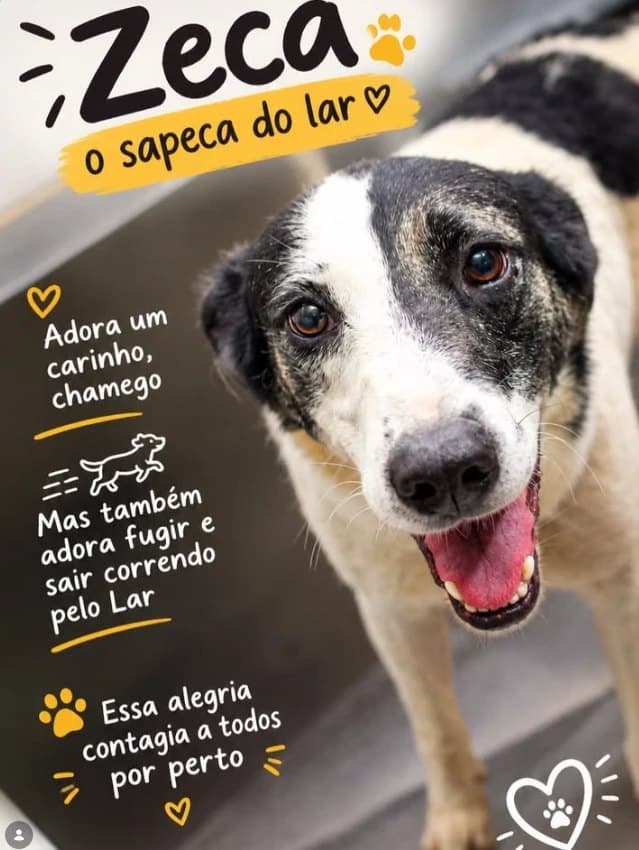 Arte do Instagram: Zeca, o sapeca do Lar. Adora um carinho, chamego, e também adora fugir e sair correndo pelo Lar.