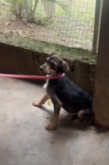 Um dos cães resgatados no Jardim Silvina, sentado e preso a uma coleira rosa, olhando para o lado