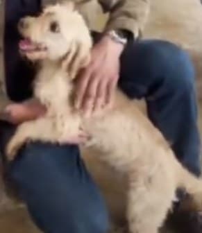 O outro cão resgatado, de pelo claro e cacheado, apoiado nas pernas de uma pessoa durante o resgate