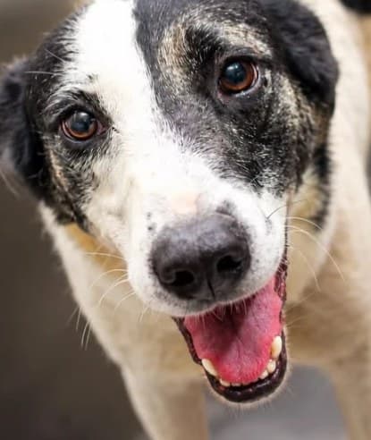 Zeca, cão acolhido pelo Lar Estrela, de olhar atento e boca aberta como quem sorri